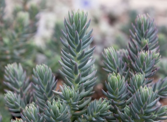 очит блю спр