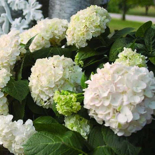 Гортензия крупноцветковая Эндлесс Саммер Зе Брайд2