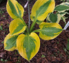 Hosta_glad_rags_enl