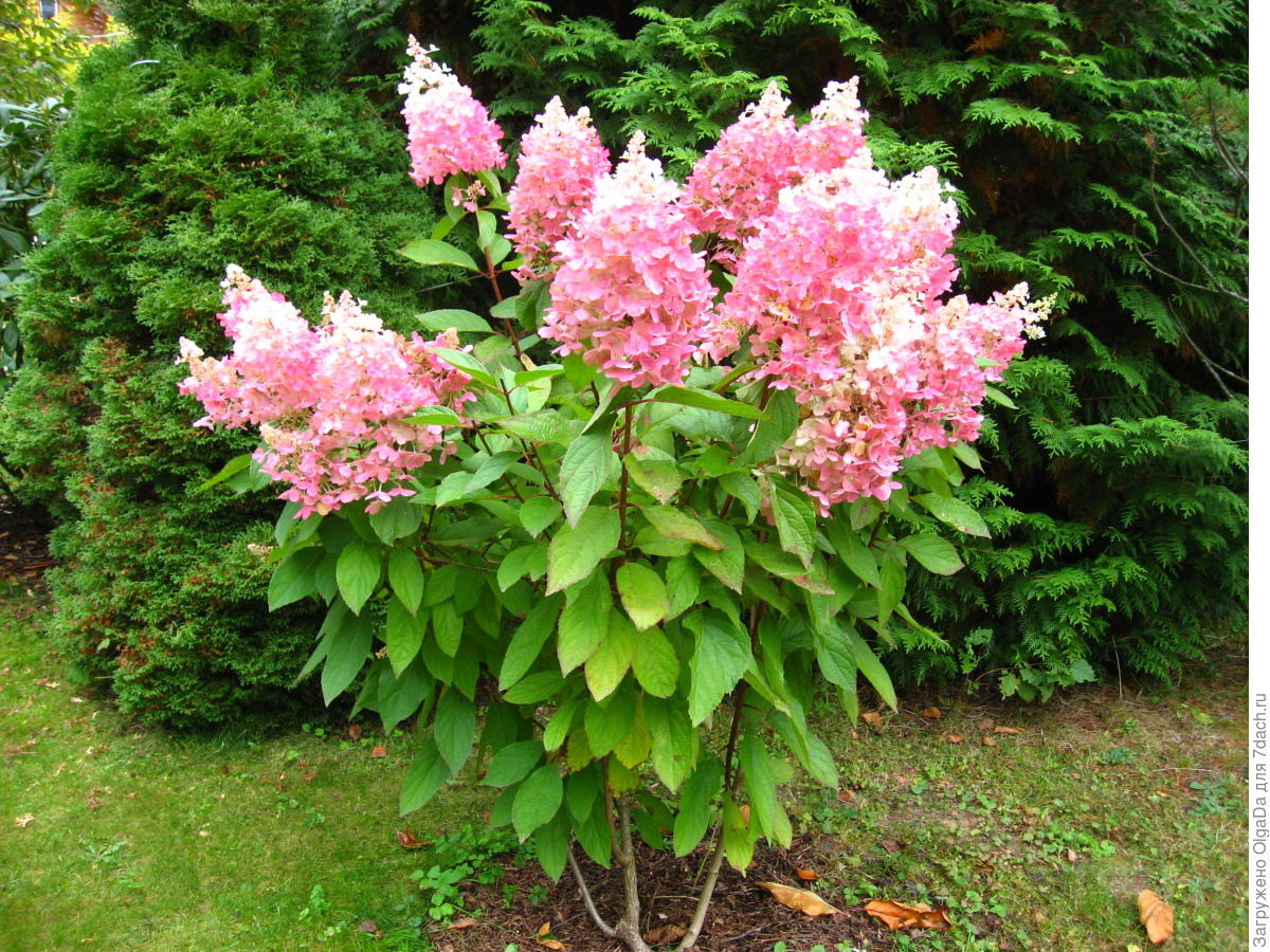 da60526c3c7dc3fd5027ac90f0d19421