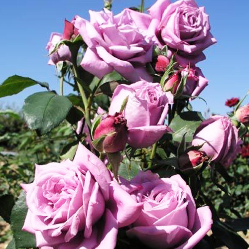 Роза_чайно-гибридная_Блю_Парфюм_Blue_Parfum3