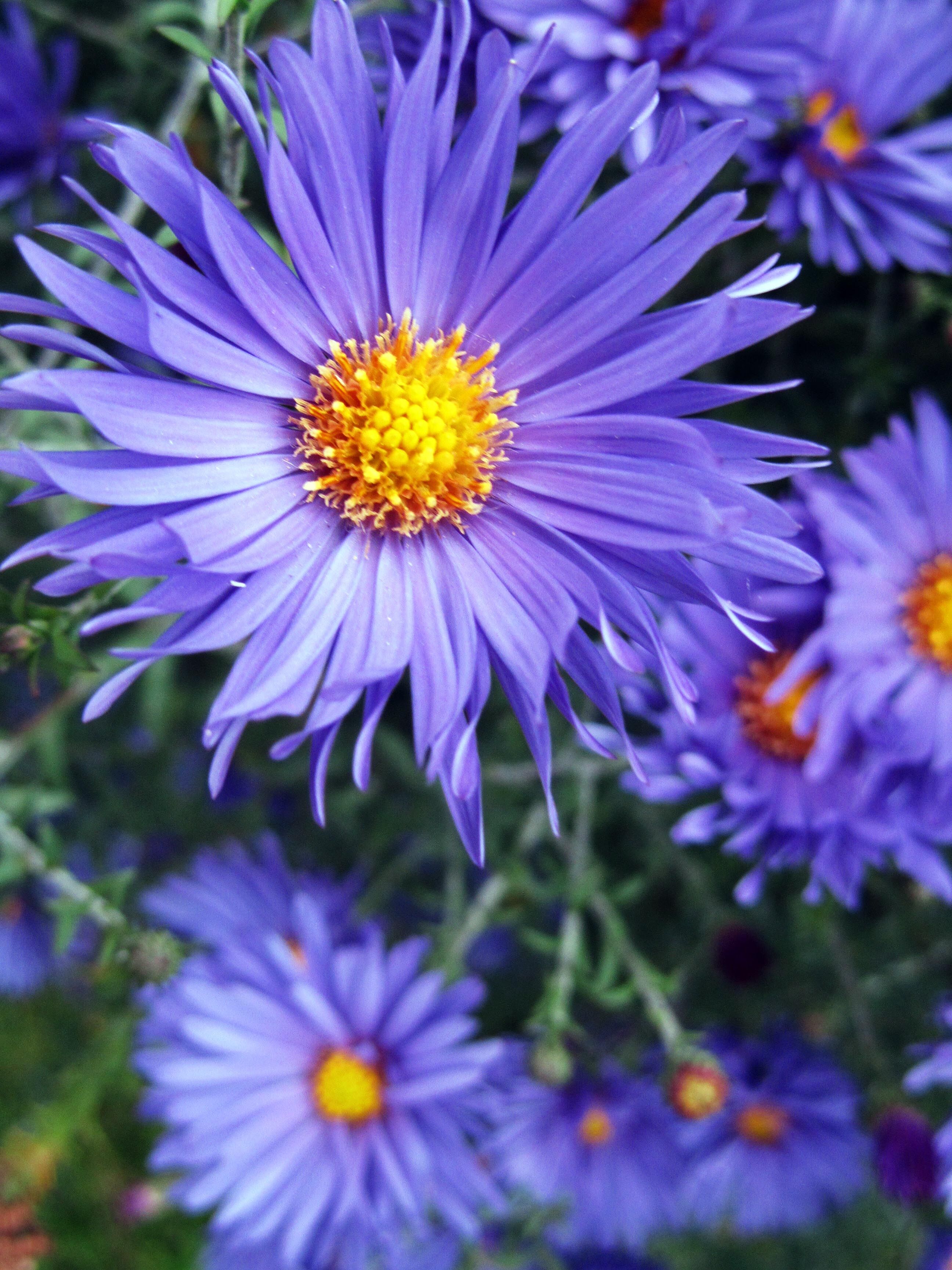 Астра кустарниковая Блю Лагуна_1