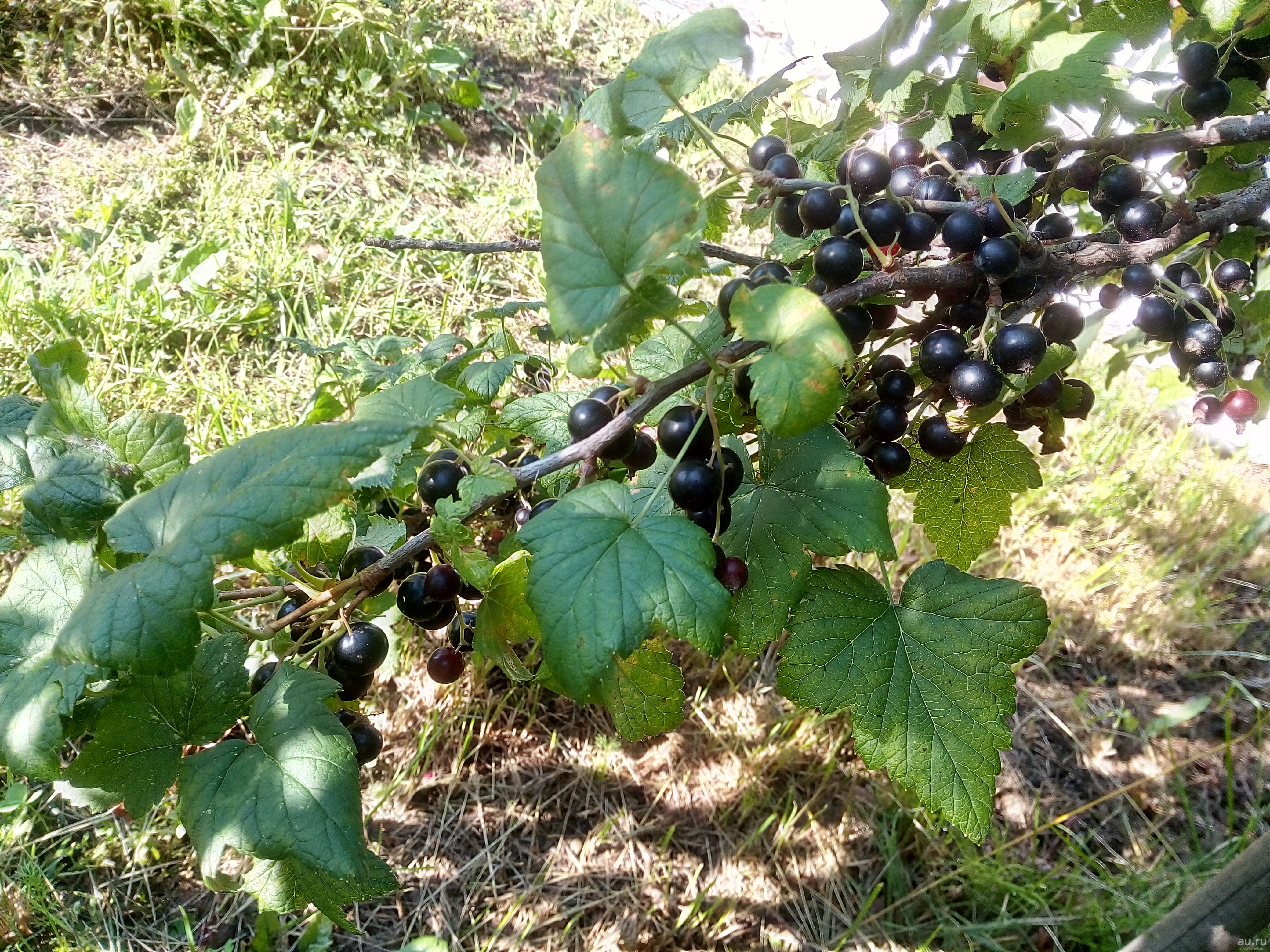 Смородина черная Сеянец голубки_2