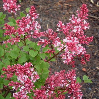 сирень тинк