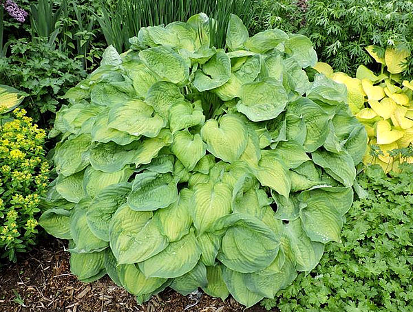 Хоста  Олд Глори 2