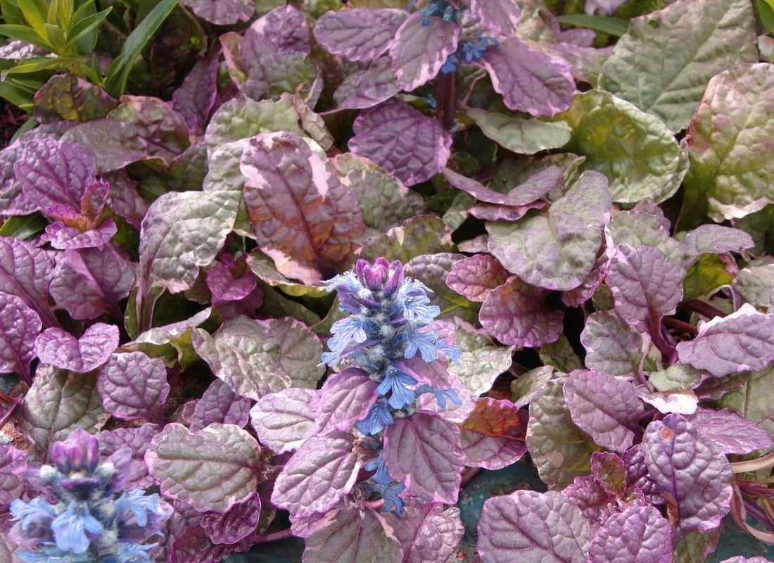 живучка атропурп