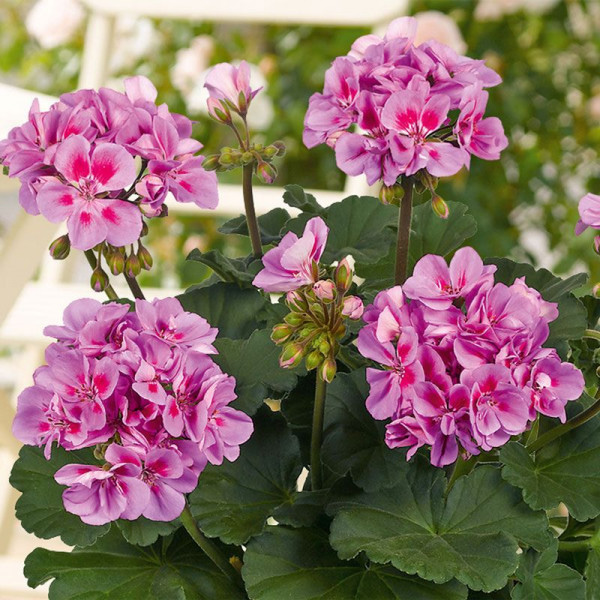 Пеларгония зональная_2