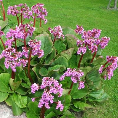 Бадан сердцелистный Ротблюм (сирен.-роз.)