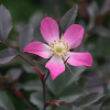 1392_roza_sizaya