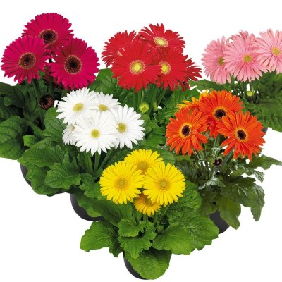 Гербера микс