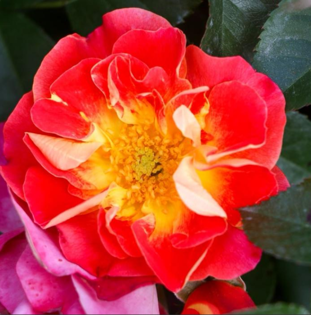 Роза флорибунда Эос (красно-желт.)