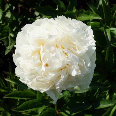 Пион молочноцветковый Боул оф Крим (бел.крем.махр.)