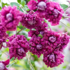 purpurea-plena-elegans-mahrovyj-klematis