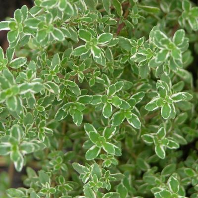 сильвер квин