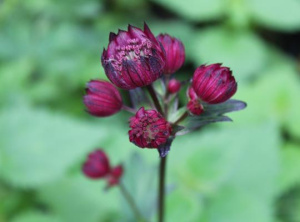 Astrantia Star of Fire_4