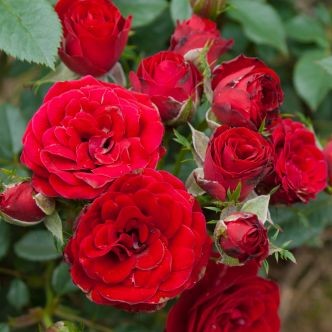 Роза  Сантана1