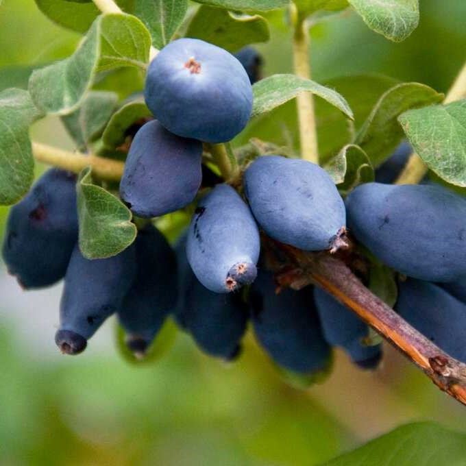 Жимолость камчатская Блю Велвет