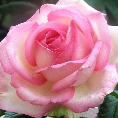 Роза чайно-гибрид. Оноре де Бальзак1