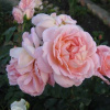 rose-amaretto