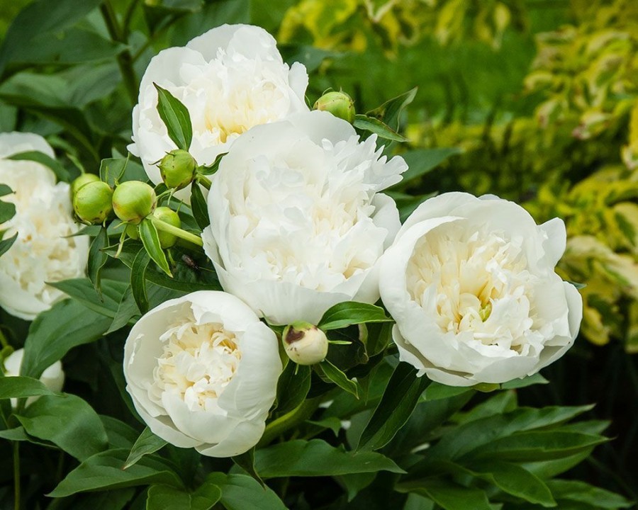 Пион молочноцветковый Дюшес де Немур(бел.с желт.оттенк.)