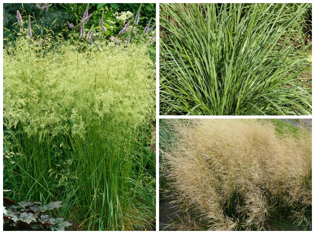 Луговик дернистый (Щучка) Голдшлайер