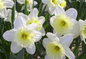 nartsiss-ajs-follis-7-