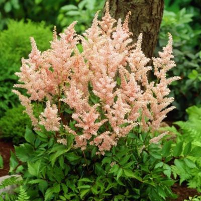 Астильба японская Пич Блоссом (лосос.роз.)