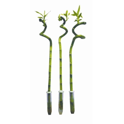 Бамбук лаки спираль в пробирке (Н-50)