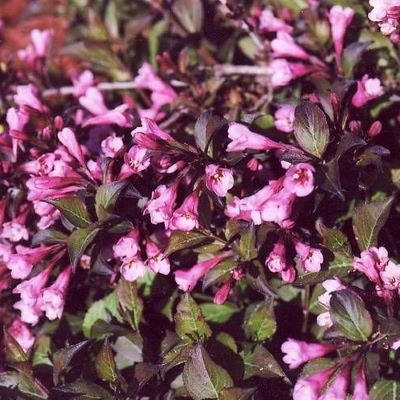 нана пурпуреа