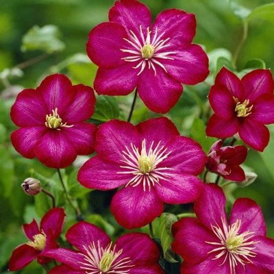 Клематис техасский Виль де Лион