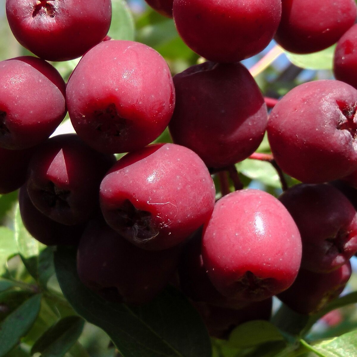 НоменклатураПрисоединенныеФайлы