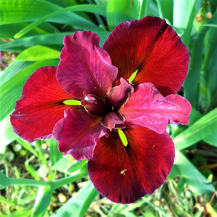 энн чаунинг