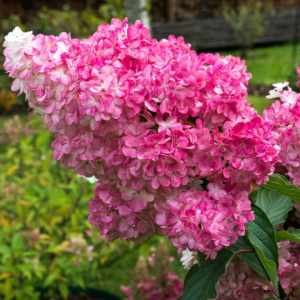 image 91