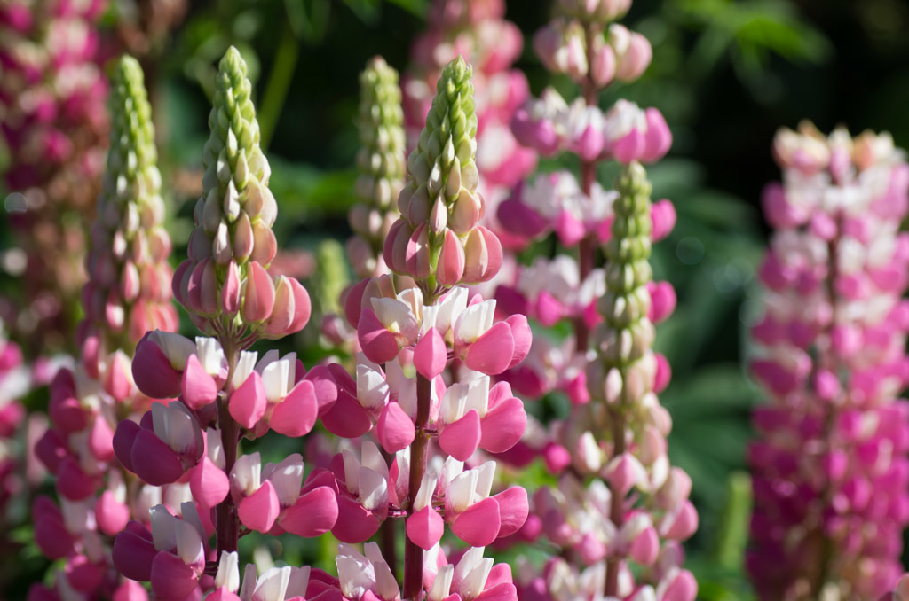 люпин чателайн