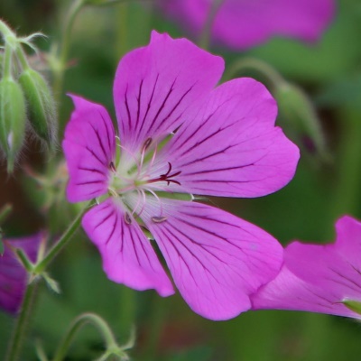 Герань гибридная Сирак_1