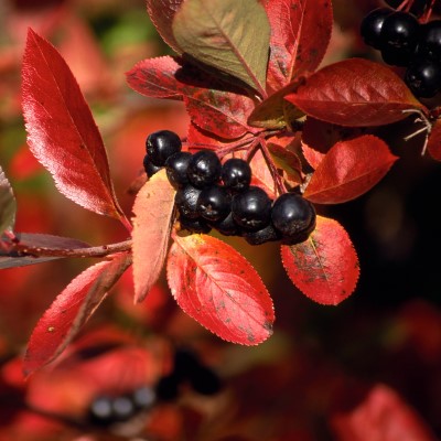 Рябина (Арония) черноплодная