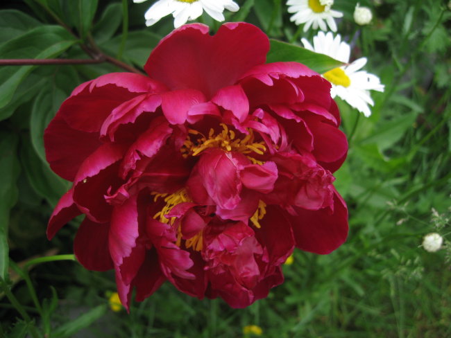 пион пурпурный феникс