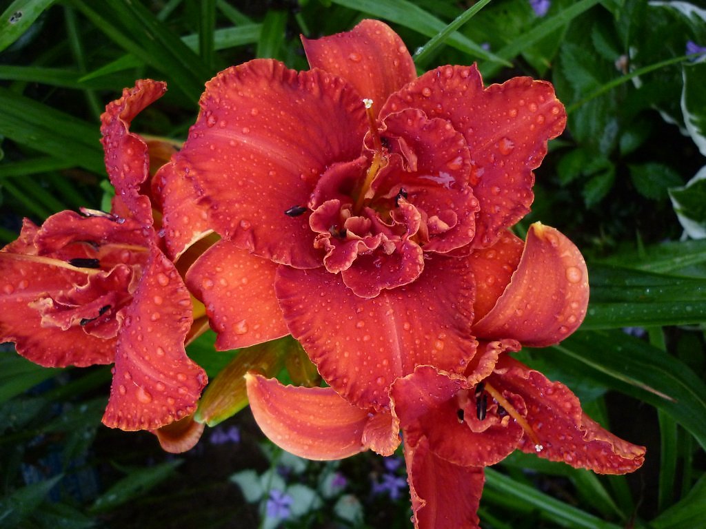 Лилейник гибридный Мозес Файер  (красн.-махров.)