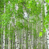 priroda-club-p-bereza-obiknovennaya
