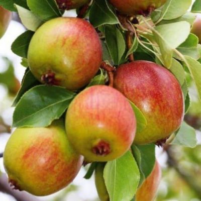 grusha-krasulya-2-1-500x500