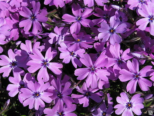 Флокс шиловидный Пурпл Бьюти1