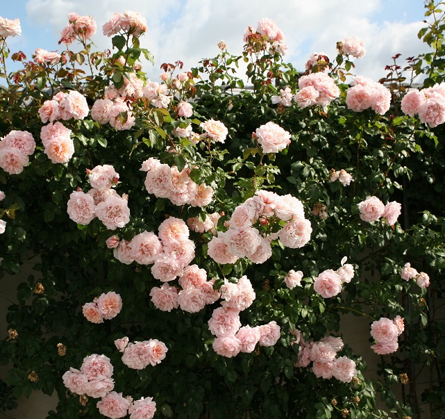 Роза плетистая Роуз Де Толбиак (пастельно-роз.)3