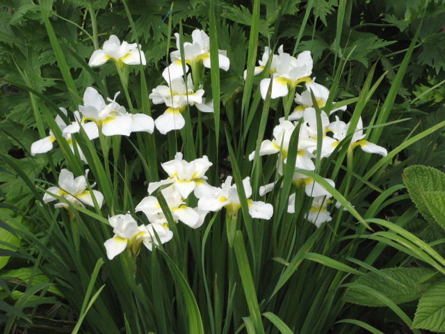 Ирис сибирский Сноу Куин (бел.с желт.сердц.)