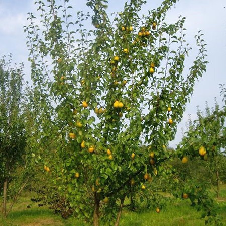 Груша Чижовская3