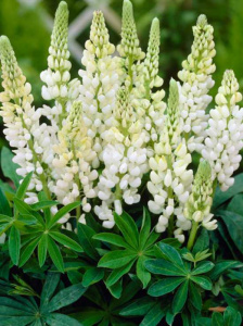 11712_0_Lupinus-Gallery-WhiteSeqoLDDZpgtHc