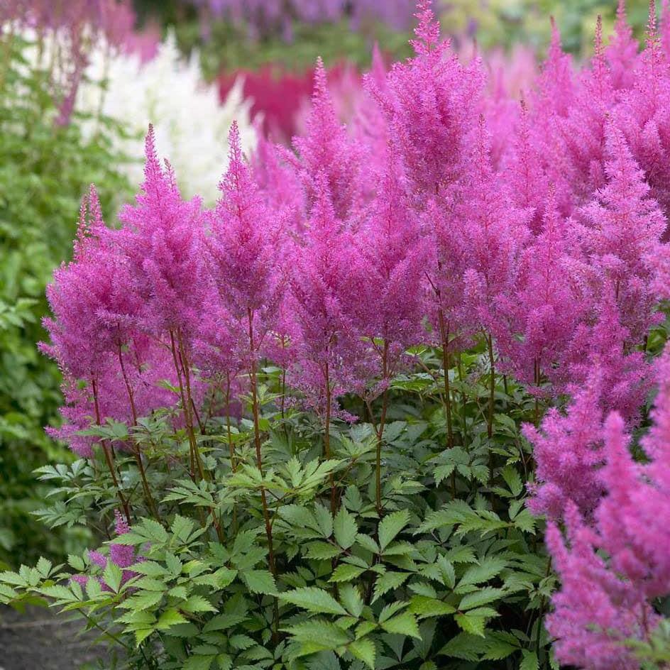 Астильба Арендса Аметист_1