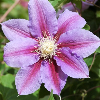Clematis-Barbara-Jackman