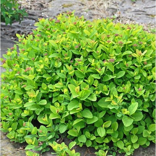 Спирея берёзолистная Пинк Спаклер2