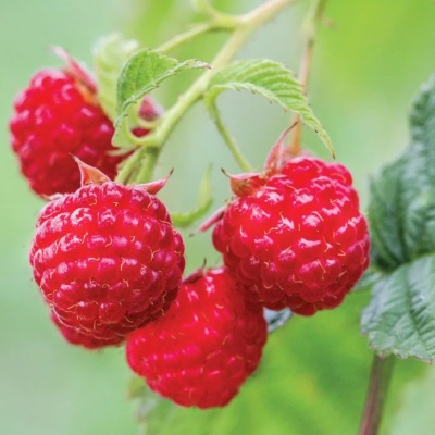 Малина Зоренька Алтая(красн.поздн.ср.созр.)