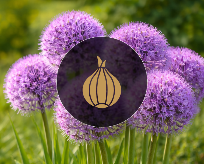 Луковичные цветы